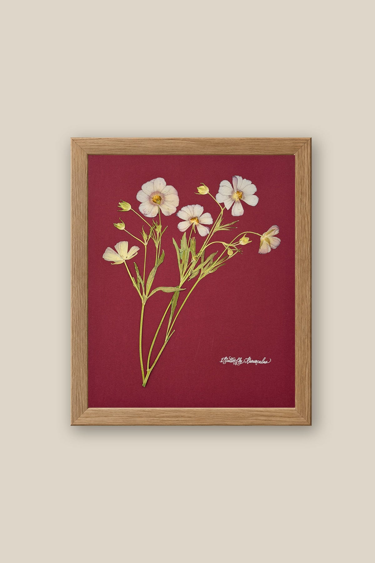 Butterfly Ranunculus on Red Framed