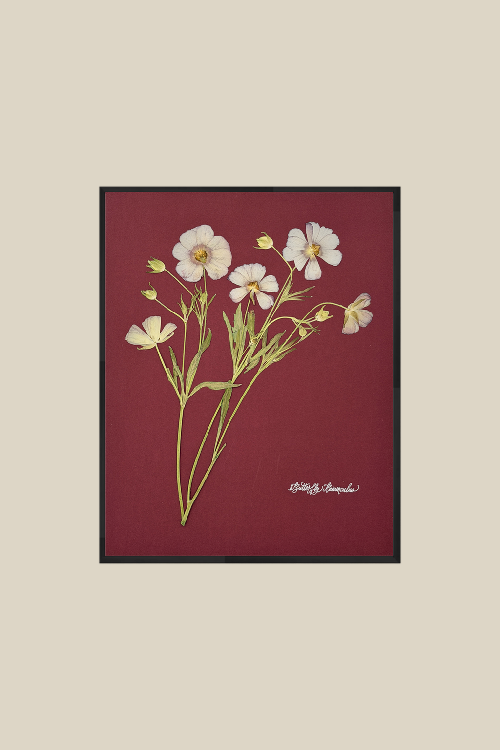 Butterfly Ranunculus on Red