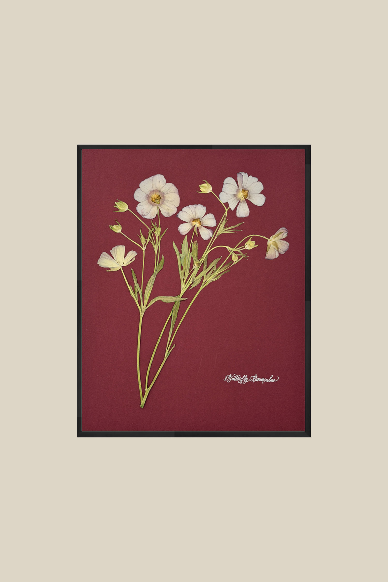 Butterfly Ranunculus on Red
