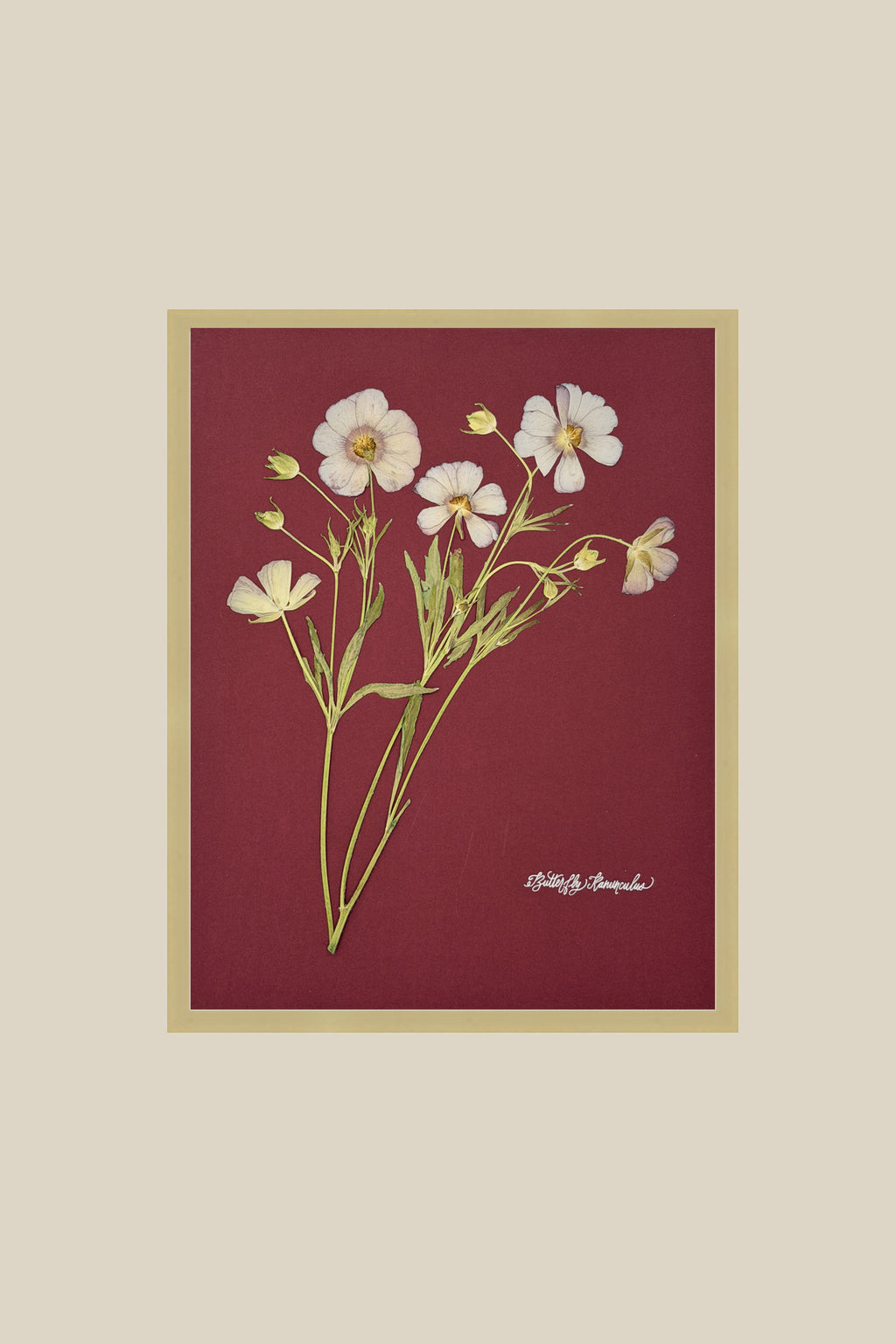 Butterfly Ranunculus on Red