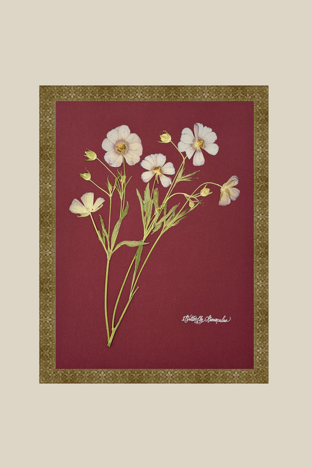 Butterfly Ranunculus on Red