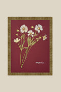 Butterfly Ranunculus on Red