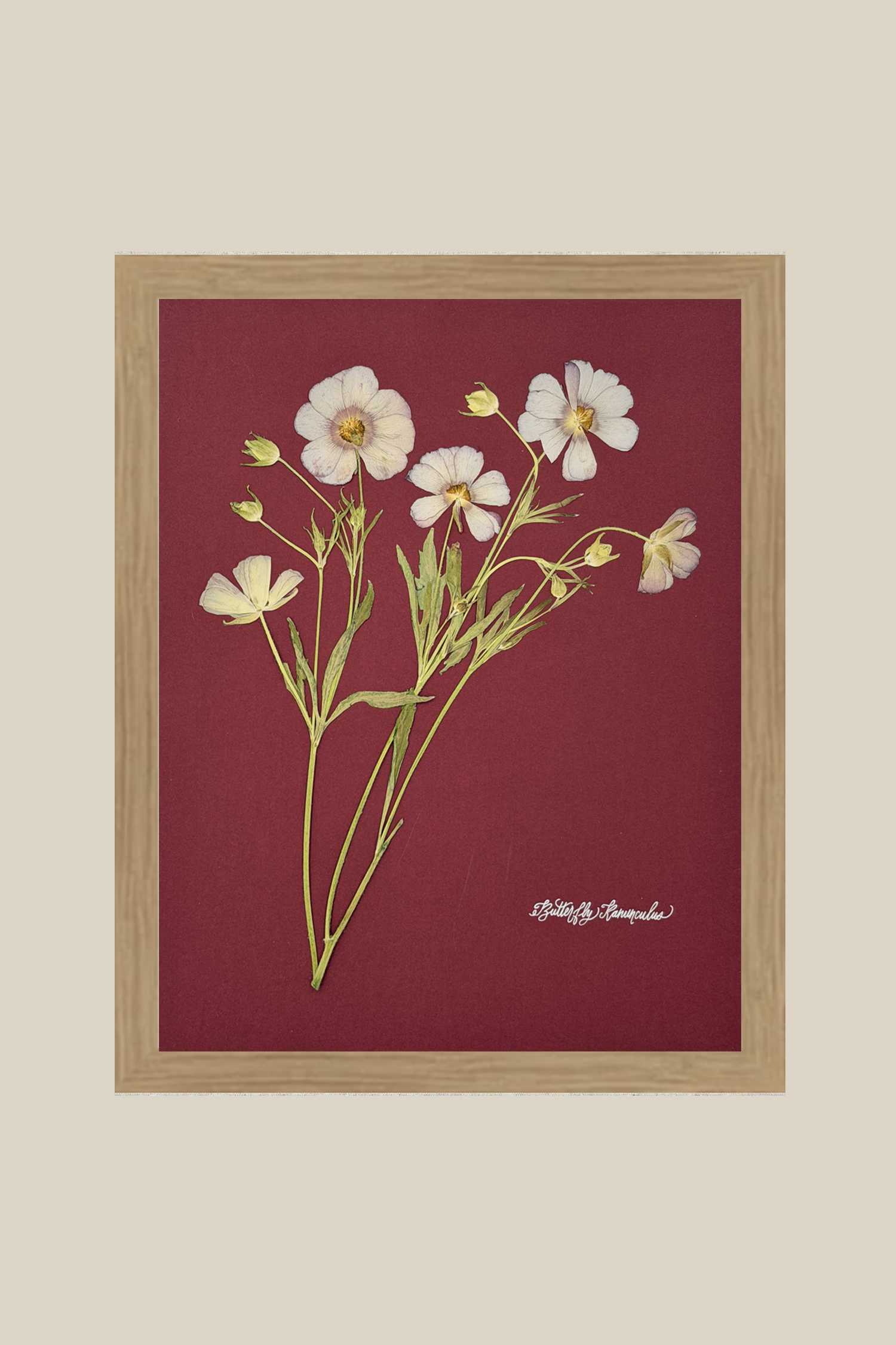 Butterfly Ranunculus on Red