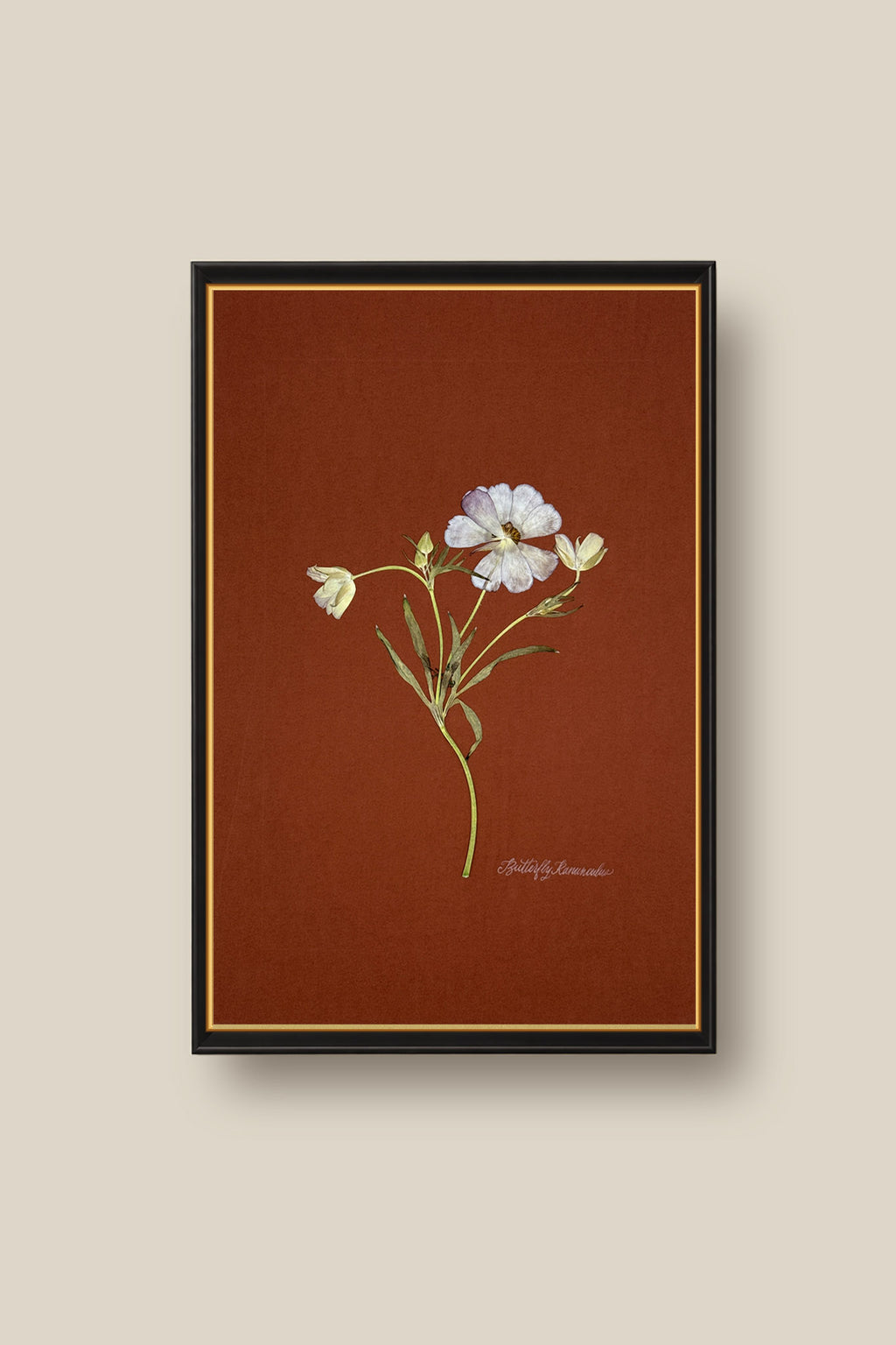 Butterfly Ranunculus on Rust Framed