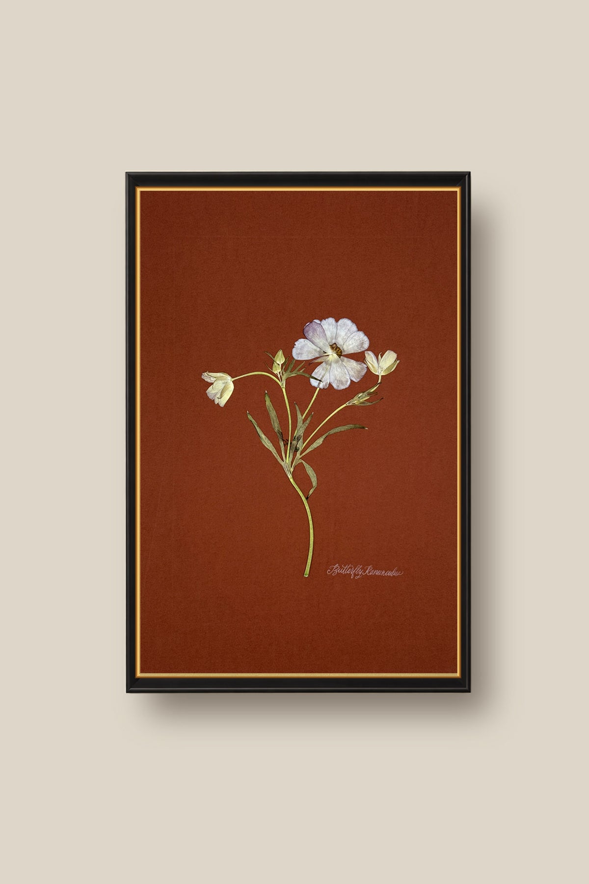Butterfly Ranunculus on Rust Framed