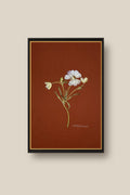 Butterfly Ranunculus on Rust Framed