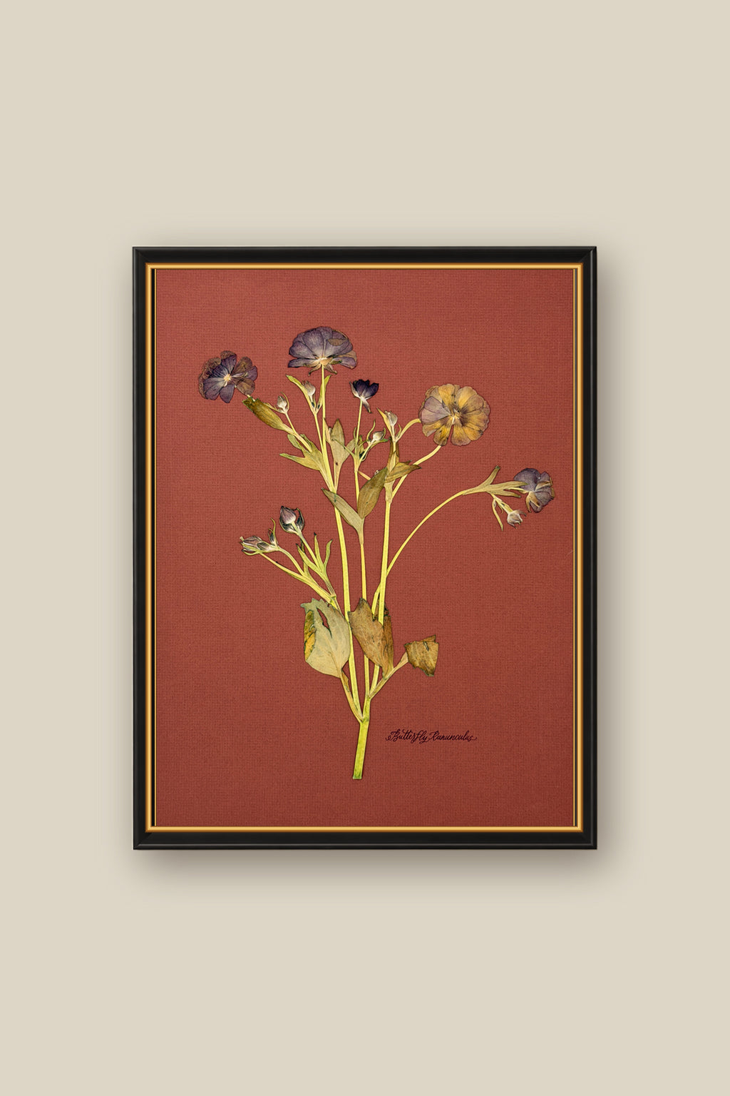 Butterfly Ranunculus on Rust Framed