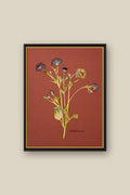 Butterfly Ranunculus on Rust Framed