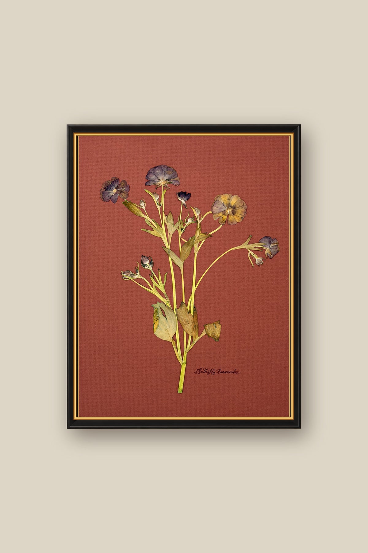 Butterfly Ranunculus on Rust Framed
