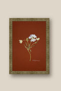 Butterfly Ranunculus on Rust Framed