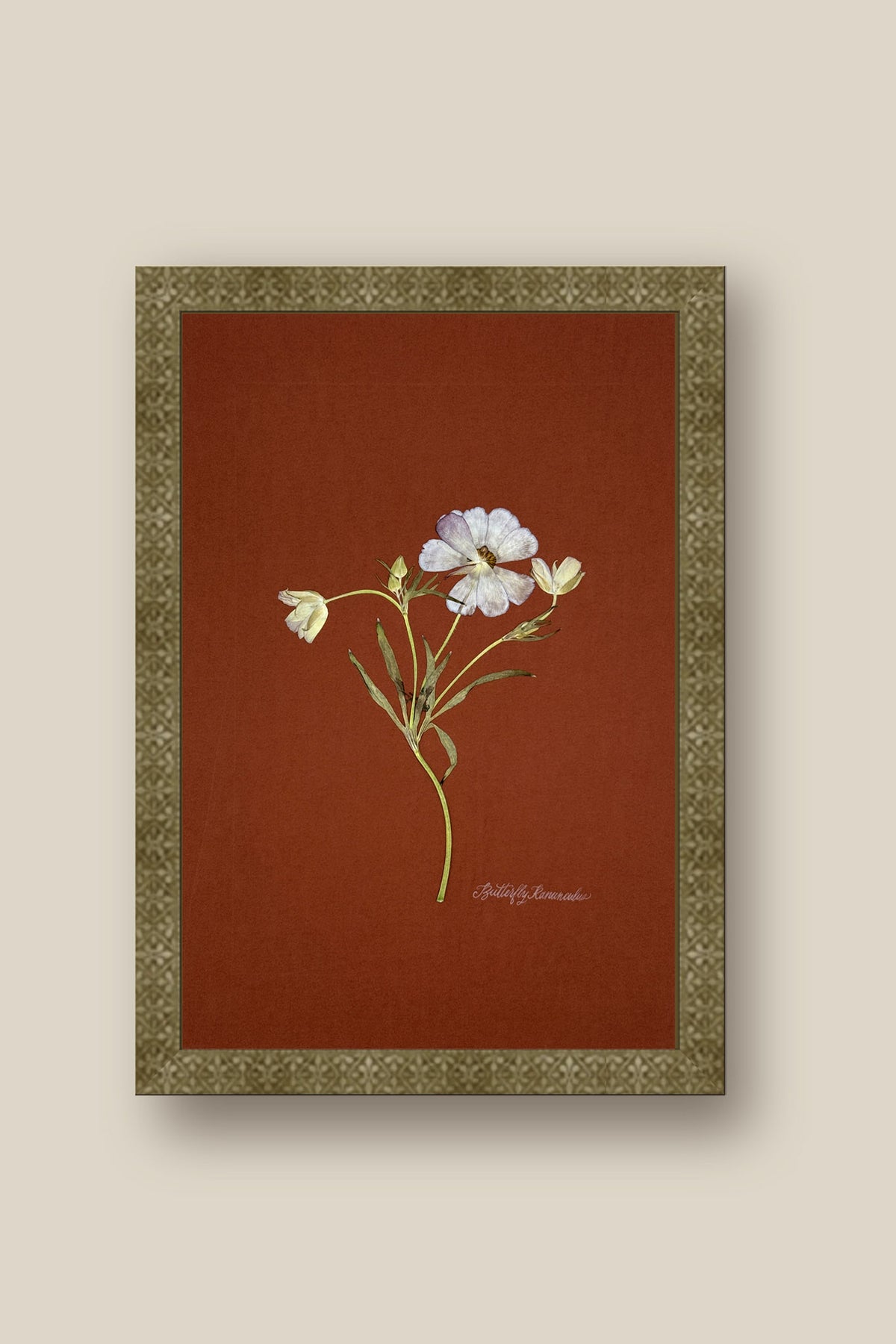 Butterfly Ranunculus on Rust Framed
