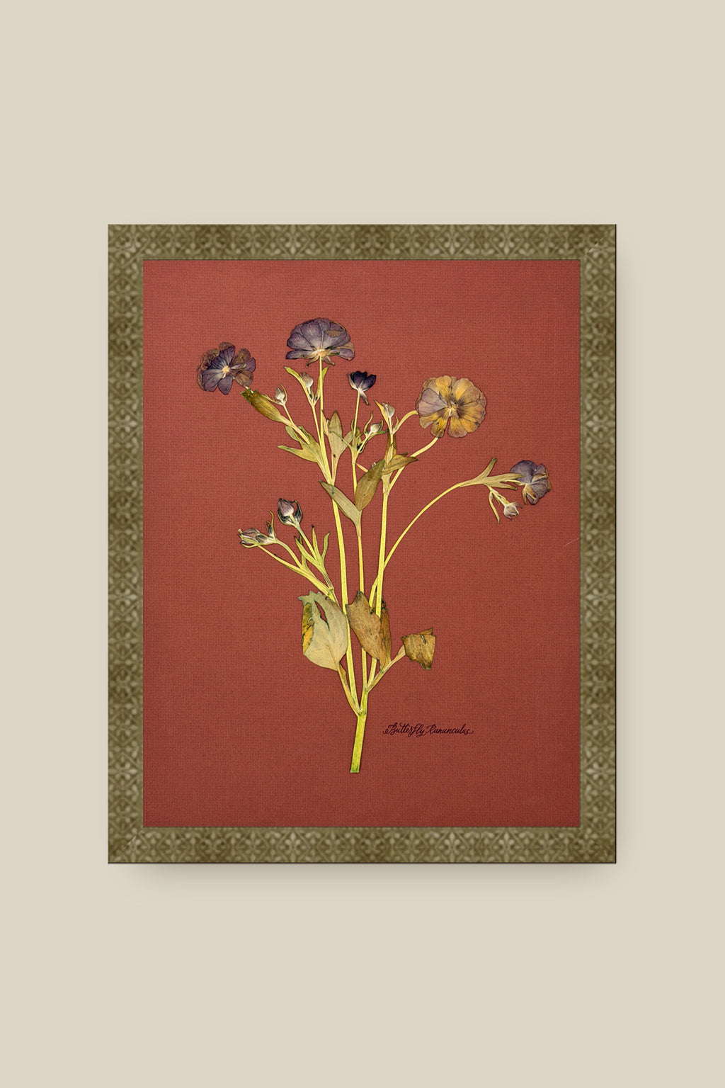 Butterfly Ranunculus on Rust Framed