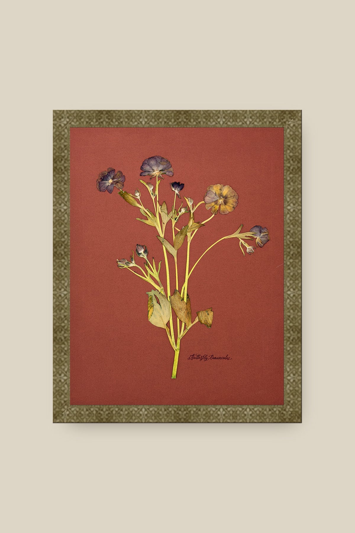 Butterfly Ranunculus on Rust Framed