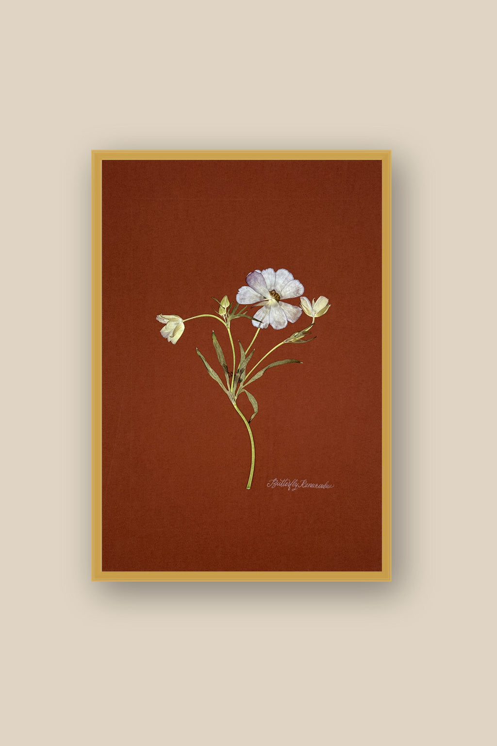 Butterfly Ranunculus on Rust Framed