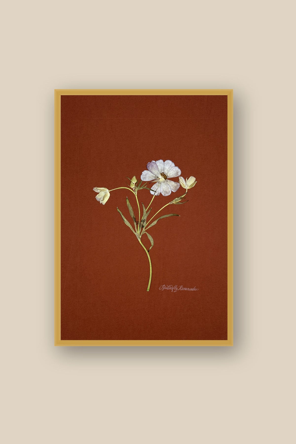 Butterfly Ranunculus on Rust Framed
