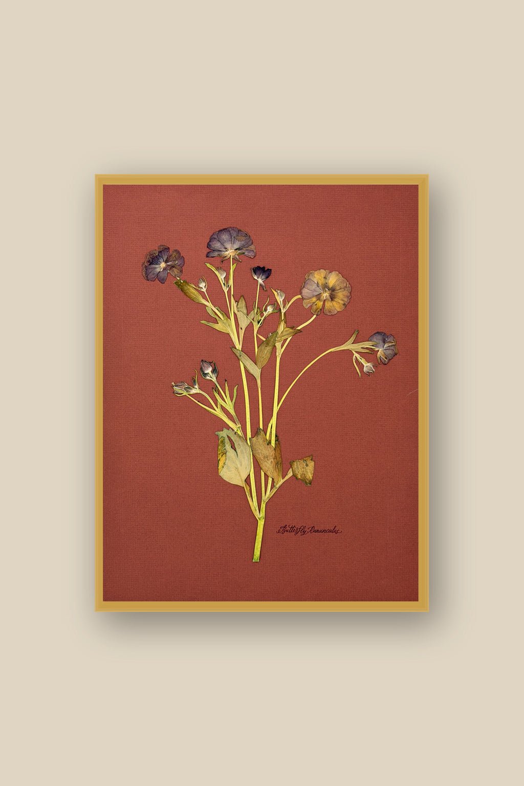 Butterfly Ranunculus on Rust Framed