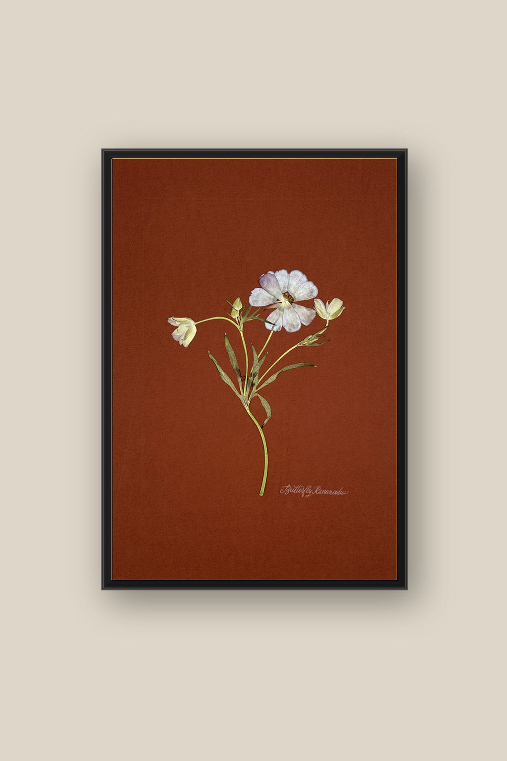Butterfly Ranunculus on Rust Framed