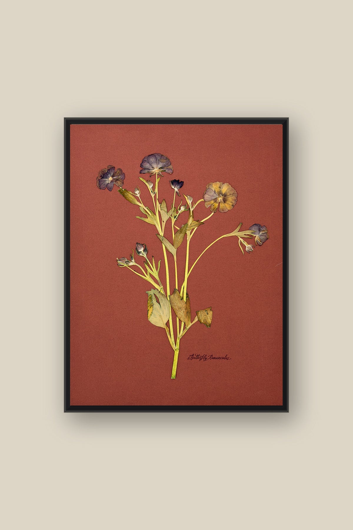 Butterfly Ranunculus on Rust Framed