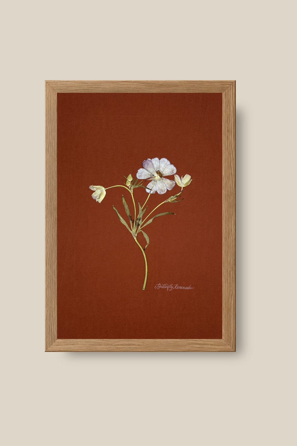 Butterfly Ranunculus on Rust Framed