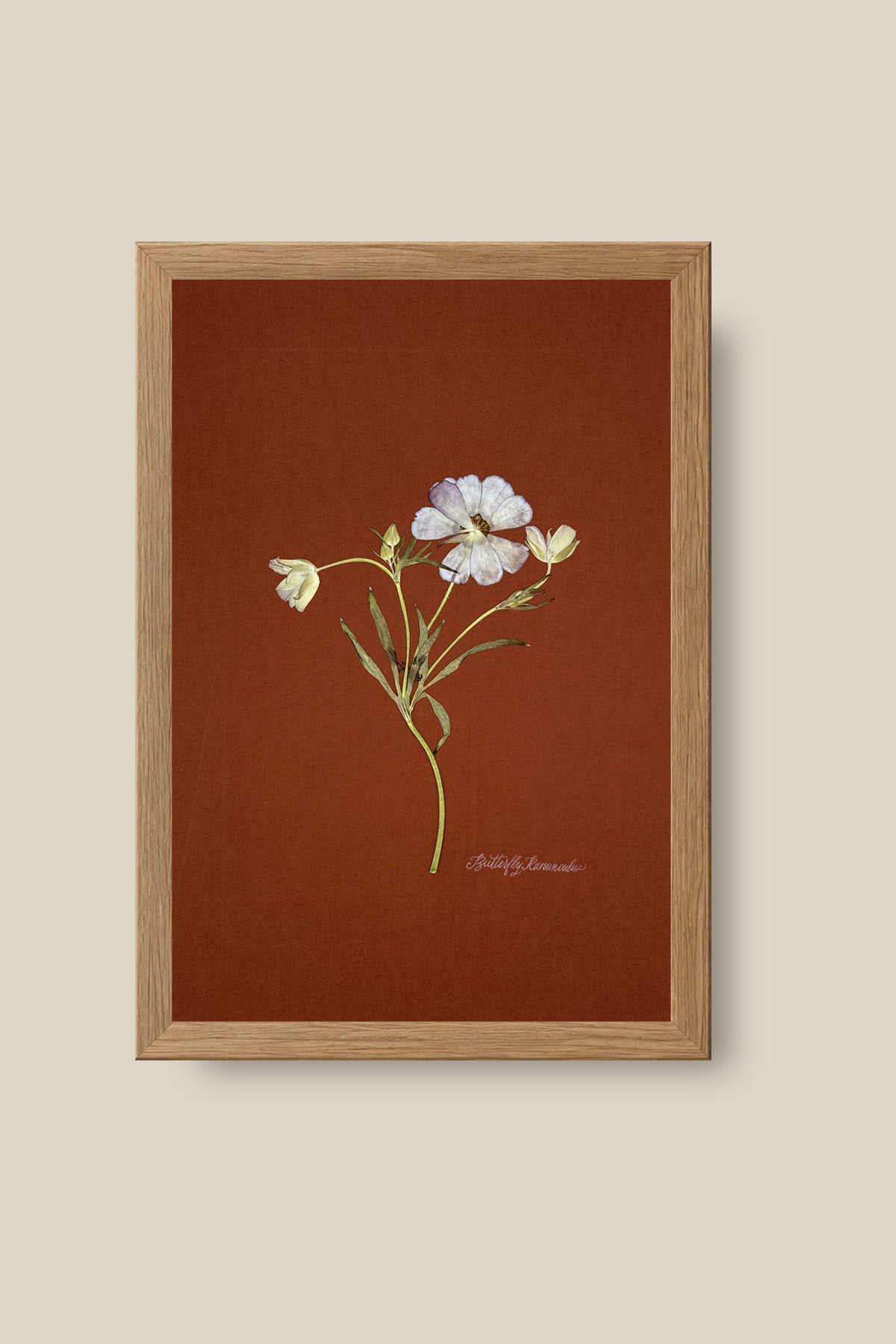 Butterfly Ranunculus on Rust Framed