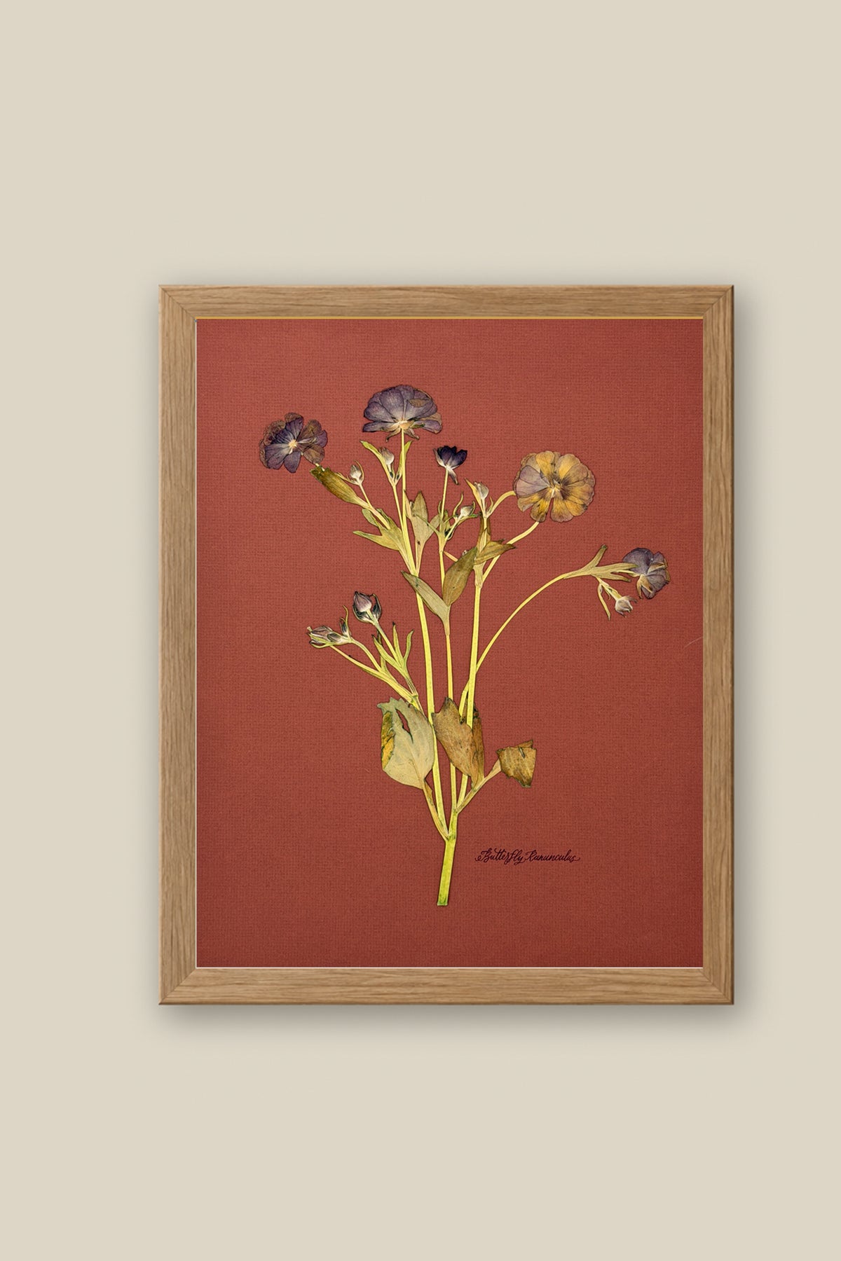 Butterfly Ranunculus on Rust Framed