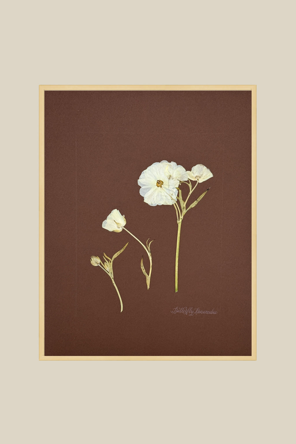 Butterfly Ranunculus Study on Chocolate