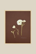 Butterfly Ranunculus Study on Chocolate