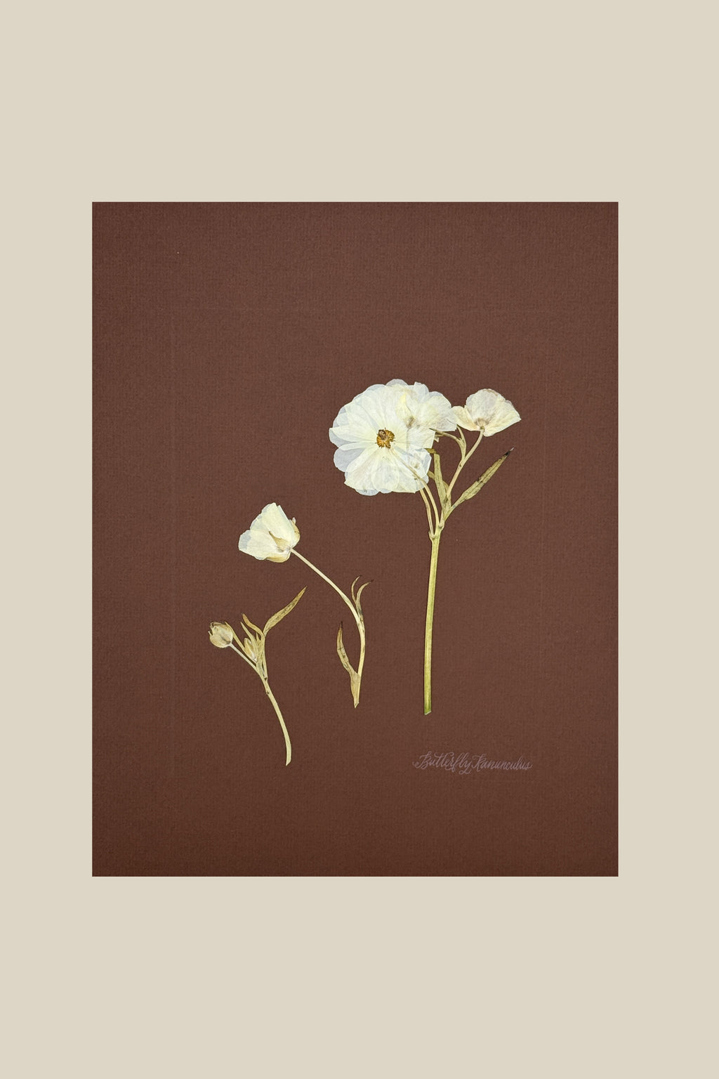 Butterfly Ranunculus Study on Chocolate