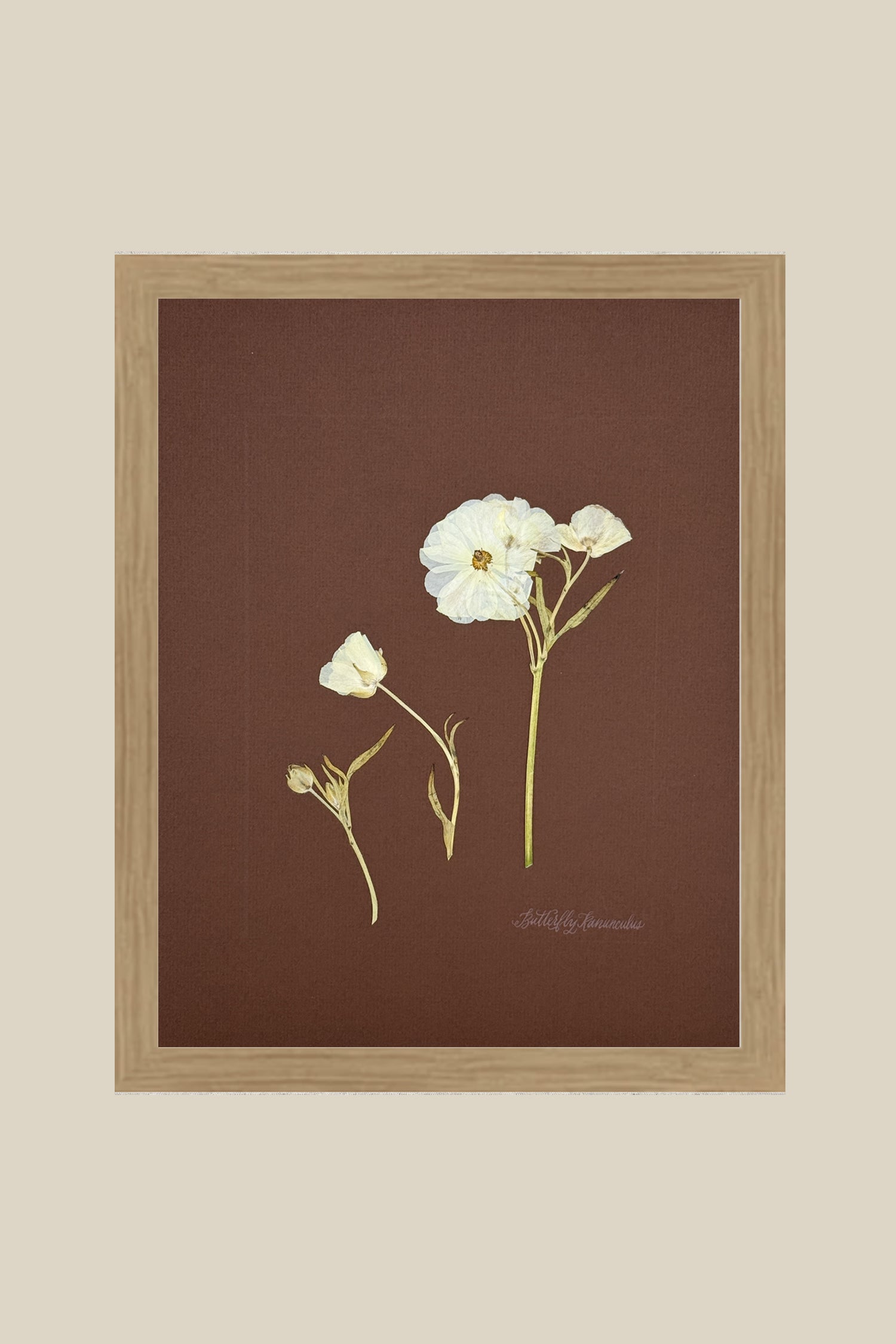 Butterfly Ranunculus Study on Chocolate