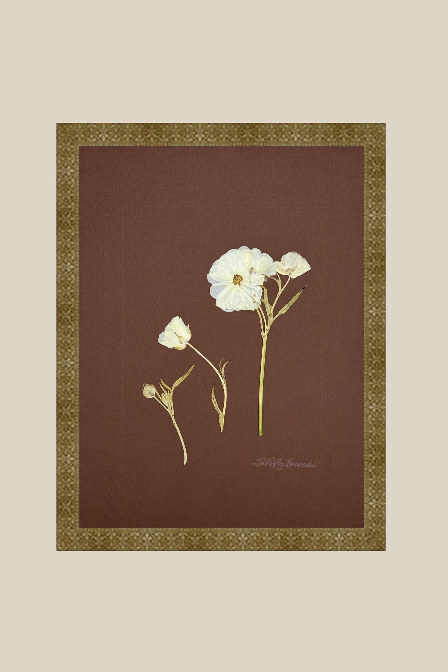 Butterfly Ranunculus Study on Chocolate
