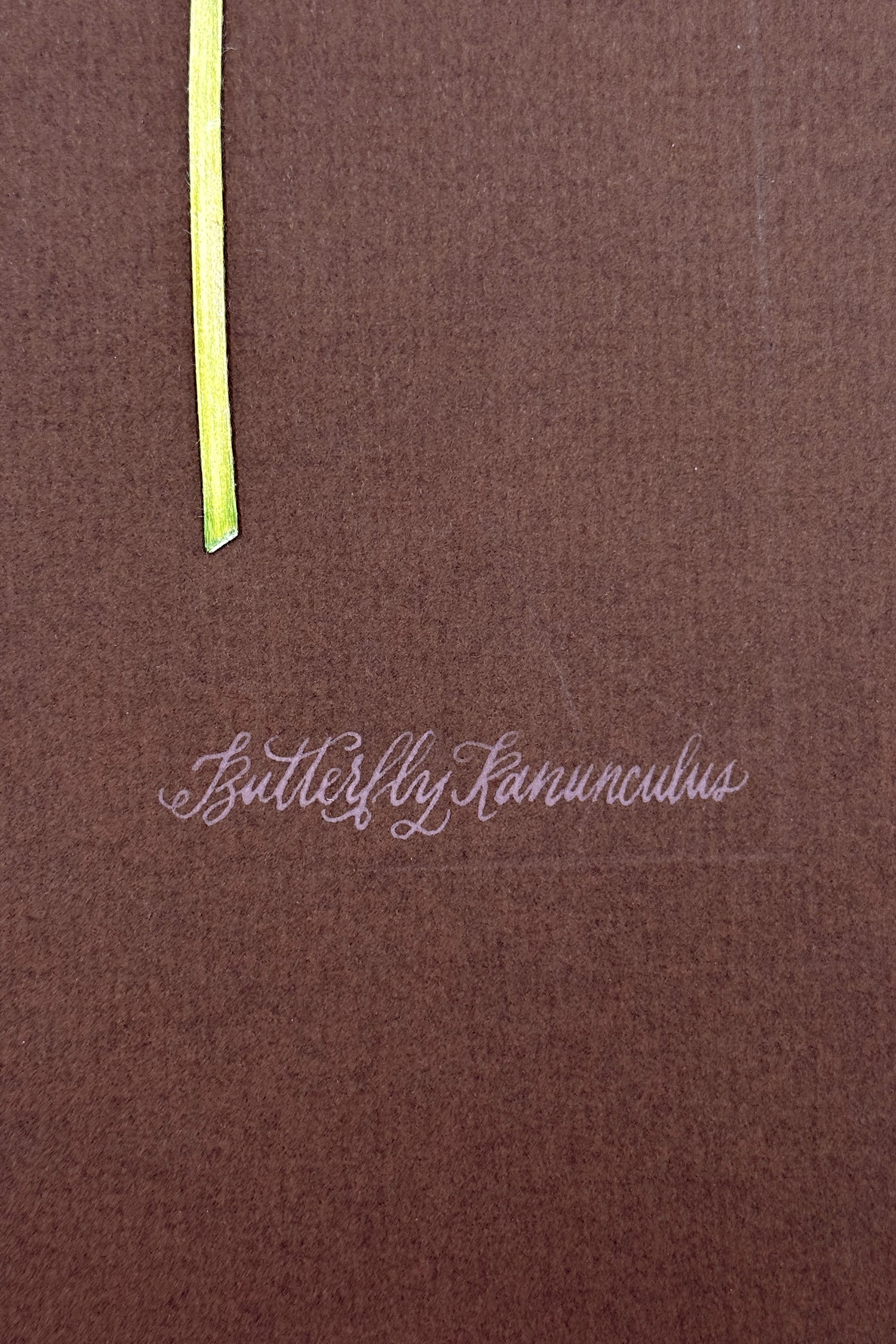 Butterfly Ranunculus Study on Chocolate