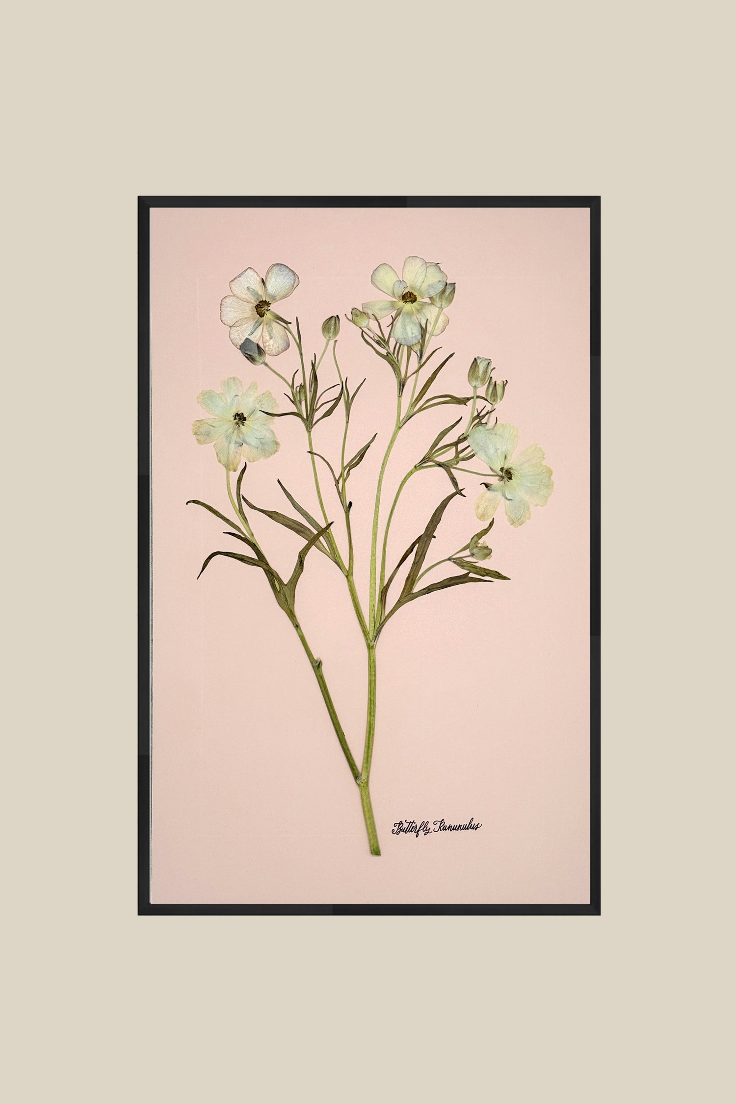 Butterfly Ranunculus on Blush