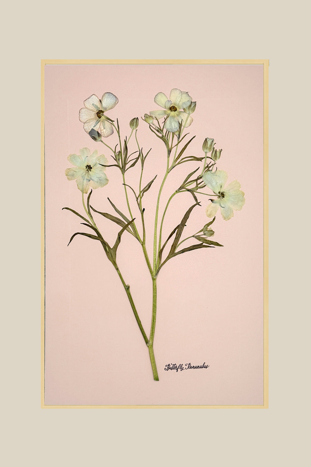 Butterfly Ranunculus on Blush