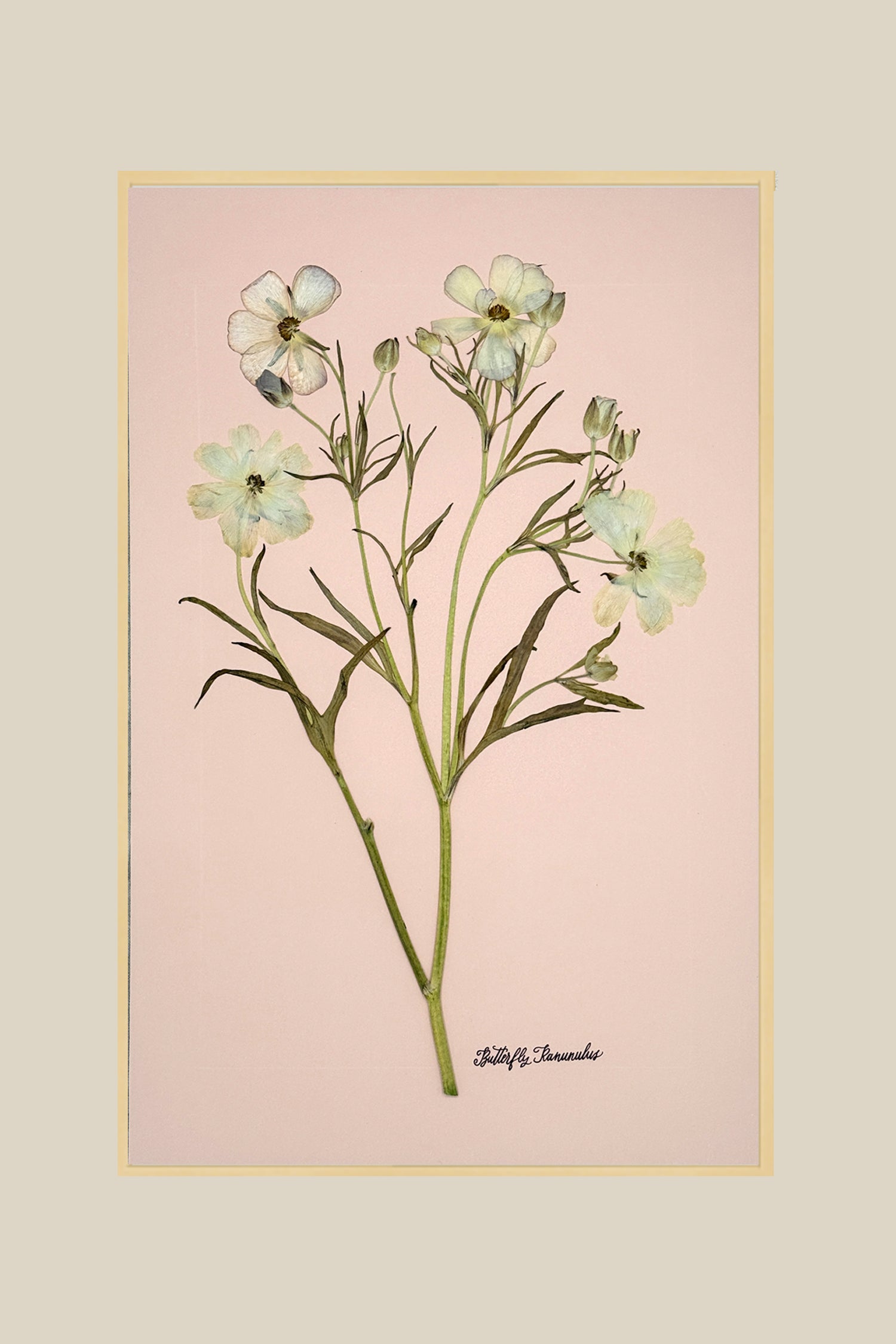 Butterfly Ranunculus on Blush