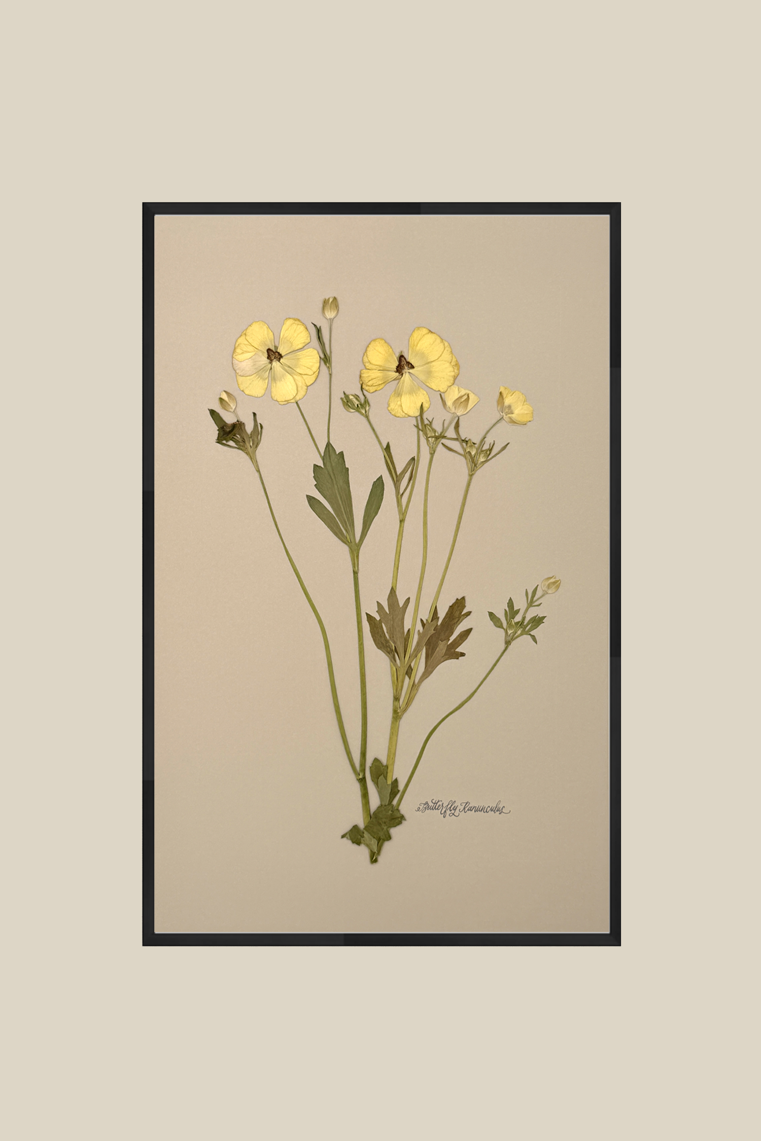Butterfly Ranunculus