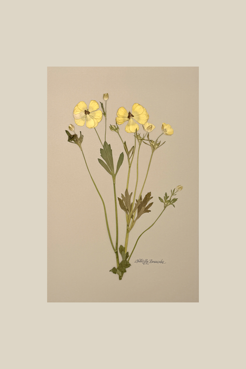 Butterfly Ranunculus