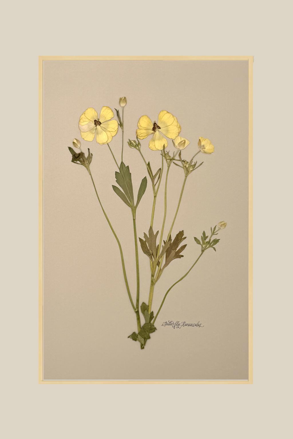 Butterfly Ranunculus