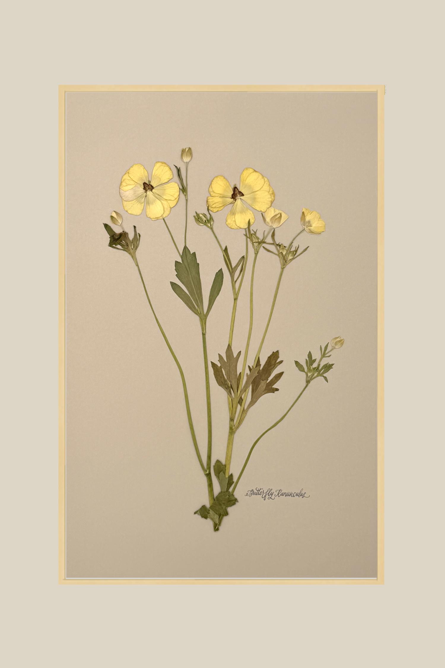 Butterfly Ranunculus
