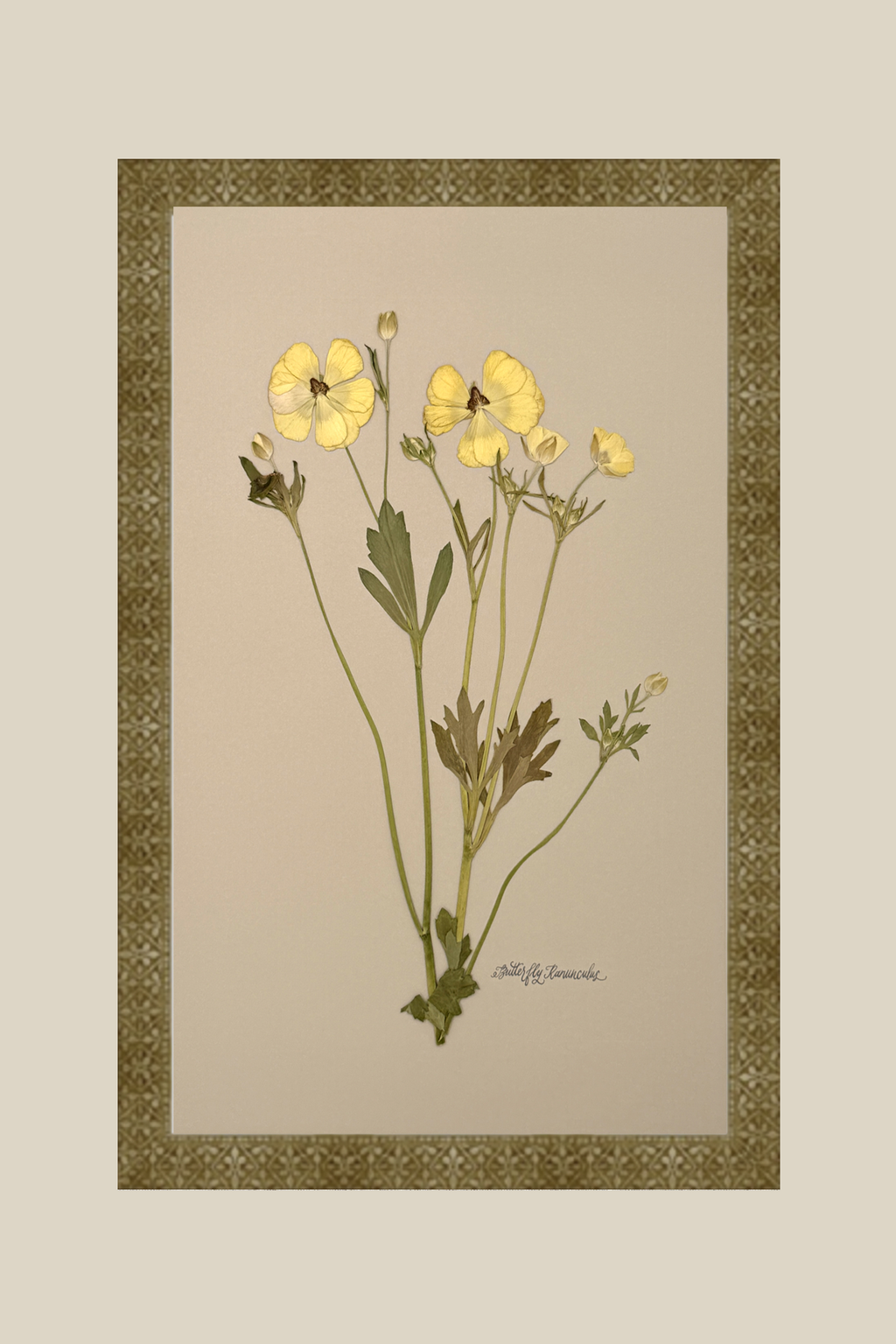 Butterfly Ranunculus