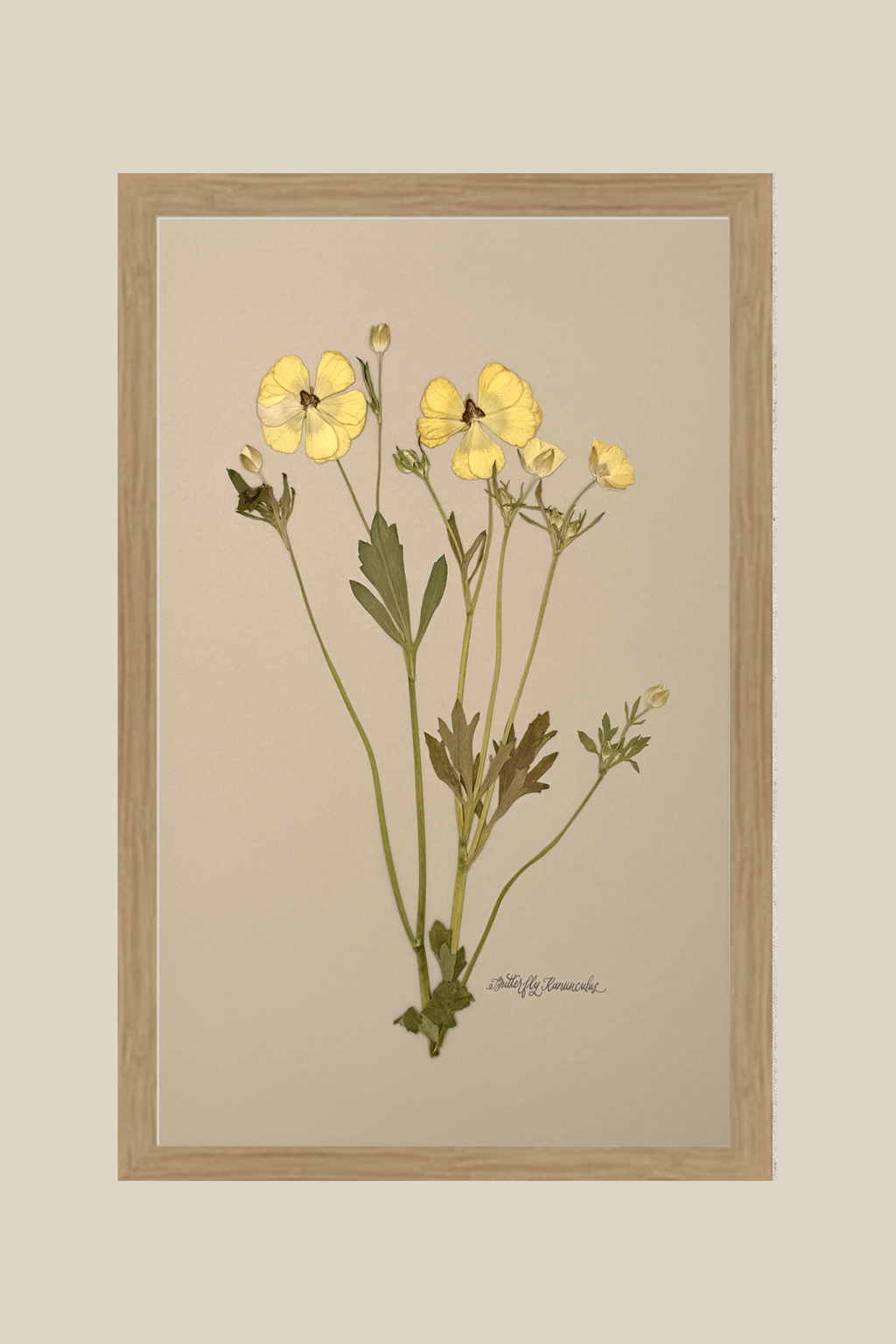 Butterfly Ranunculus