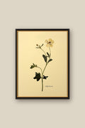 Butterfly Ranunculus Framed