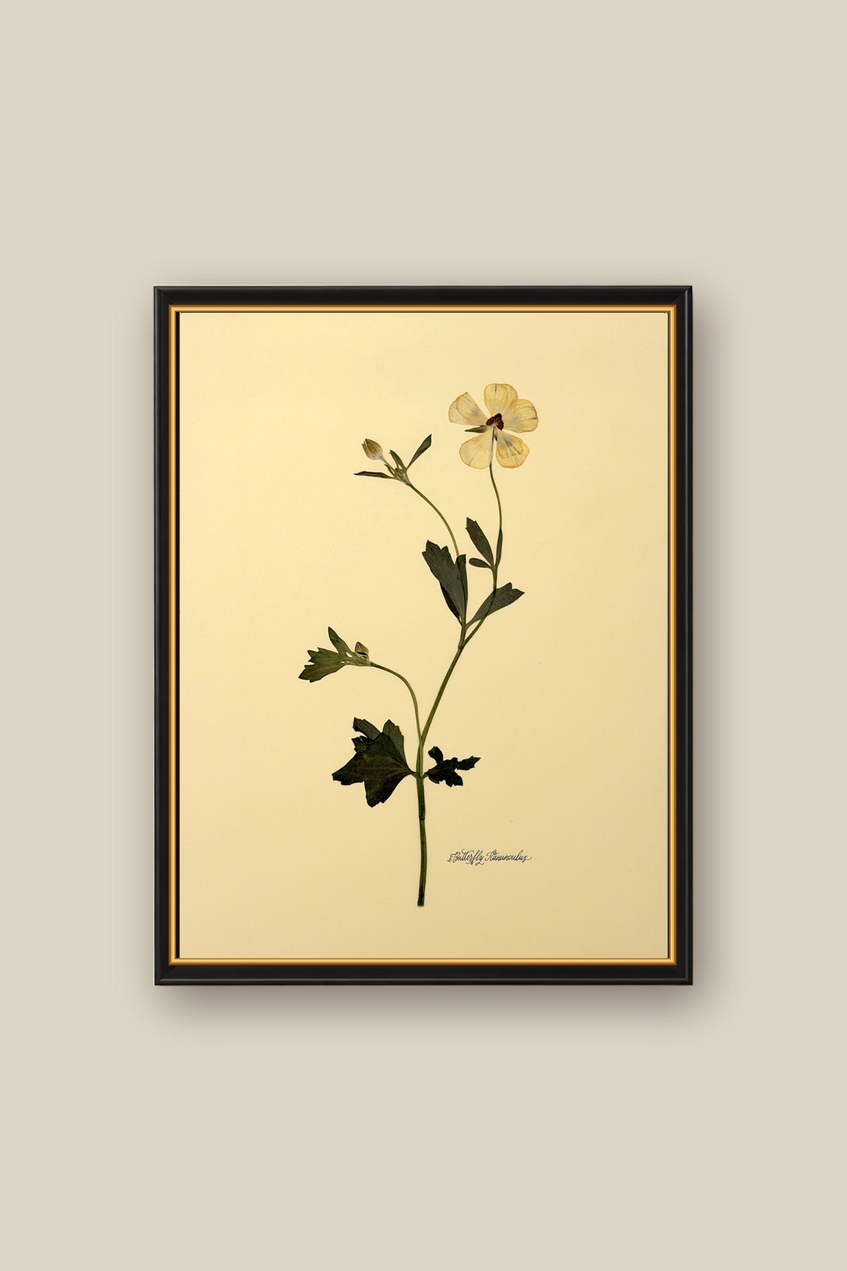 Butterfly Ranunculus Framed