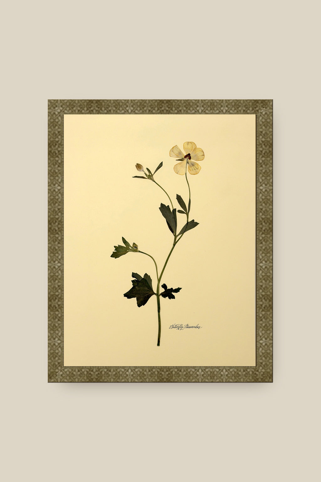 Butterfly Ranunculus Framed