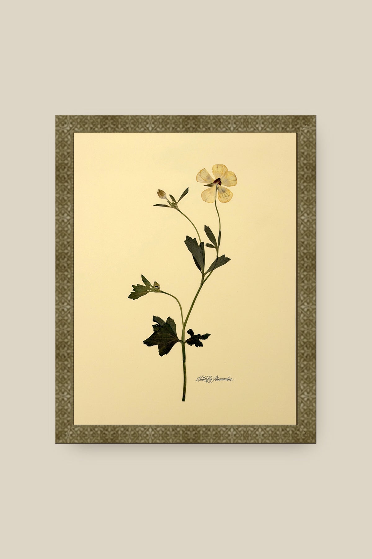 Butterfly Ranunculus Framed