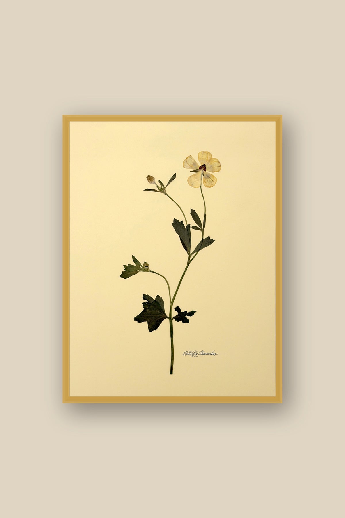 Butterfly Ranunculus Framed
