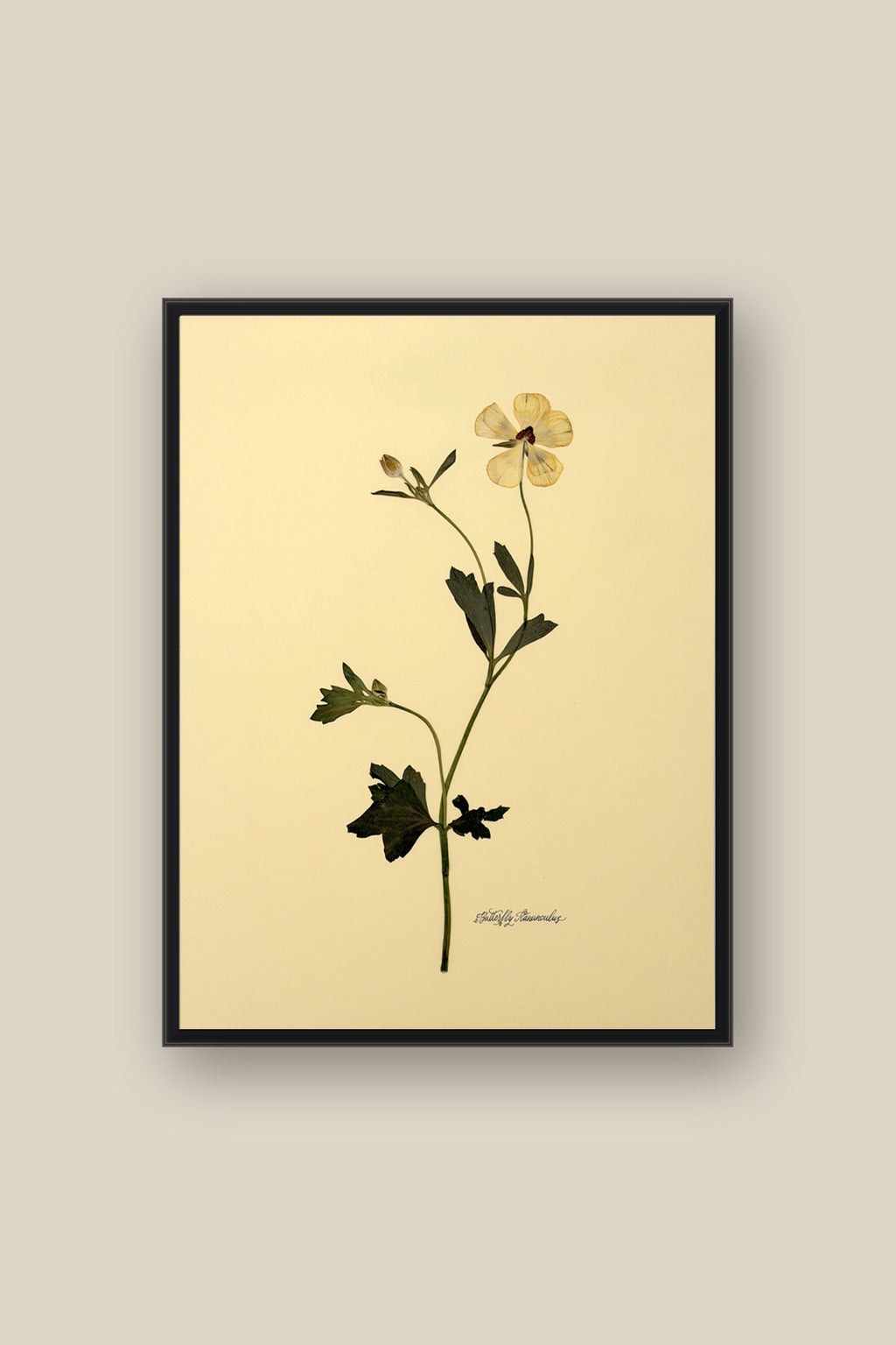 Butterfly Ranunculus Framed