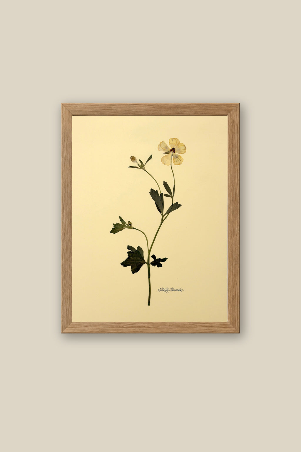 Butterfly Ranunculus Framed