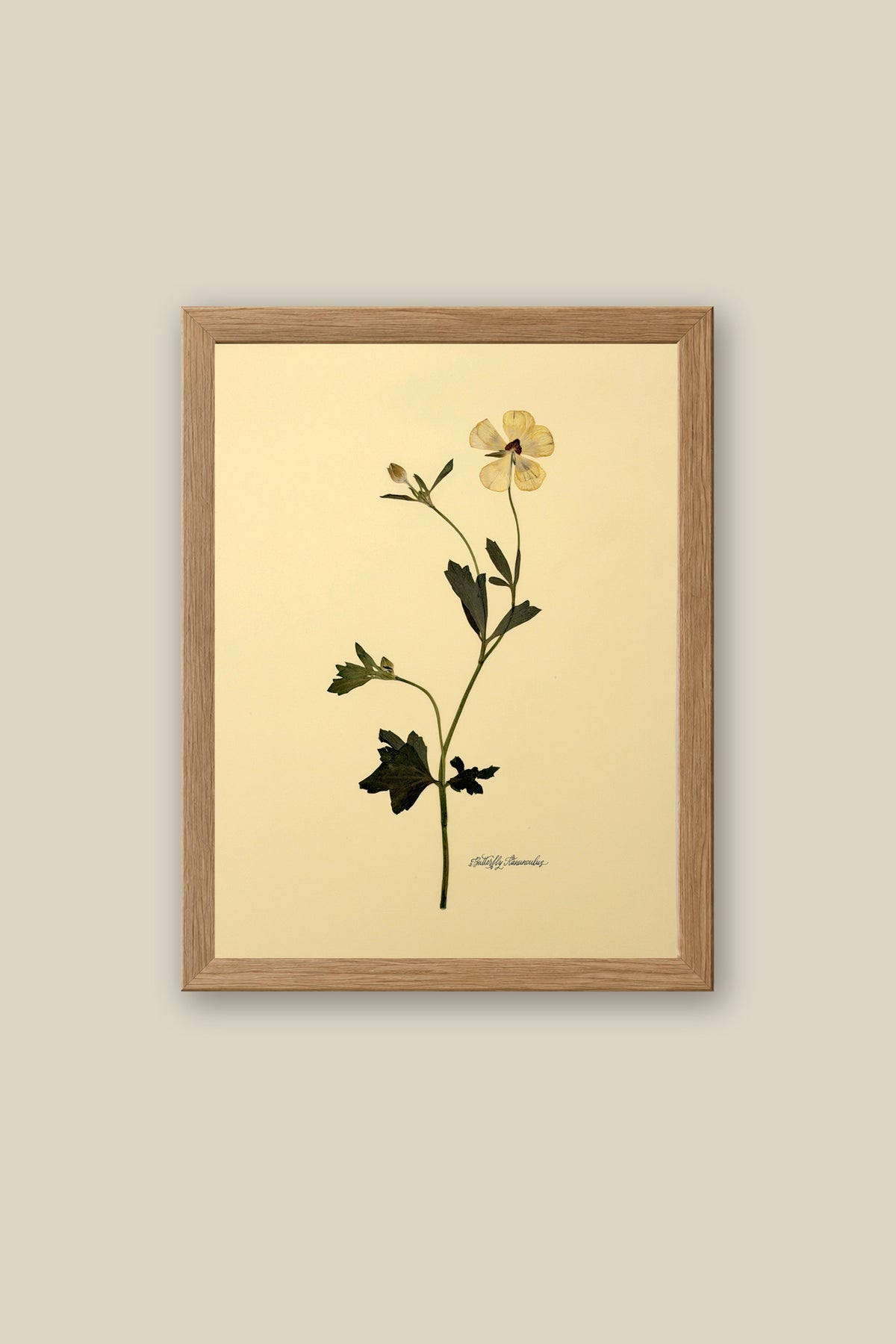 Butterfly Ranunculus Framed