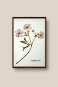 Butterfly Ranunculus Stem Framed