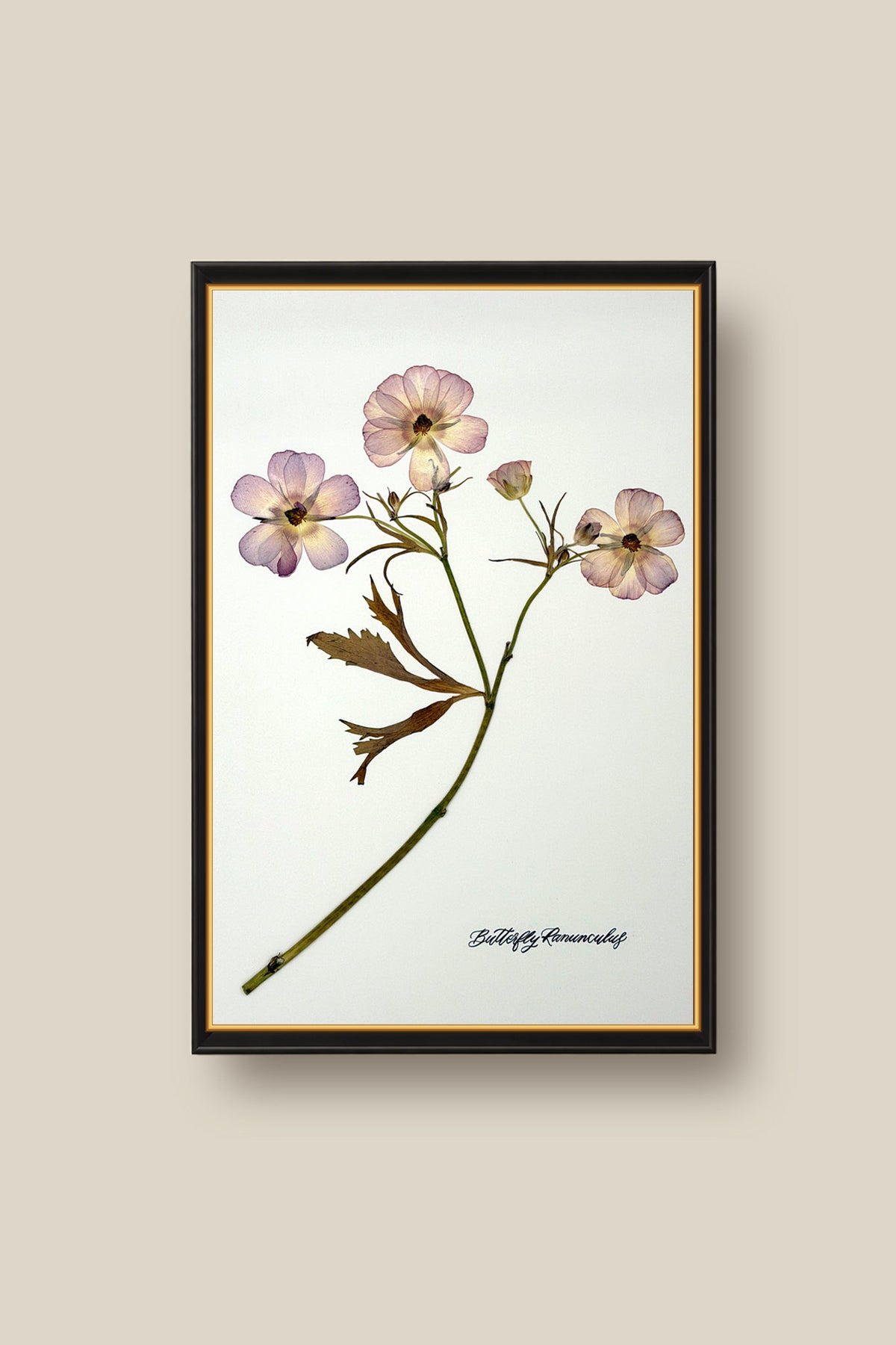 Butterfly Ranunculus Stem Framed